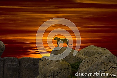 Lion on the mountain Stock Photo