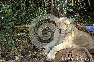 Lion needs Tender, Loving, Care. On a lion walk in Mauritius wildlife park Stock Photo