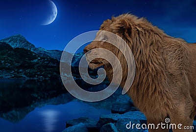 Lion at the night lake under moon and stars wallpaper Stock Photo