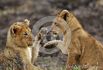 Lioness cubs playing, Masai Mara Stock Photo