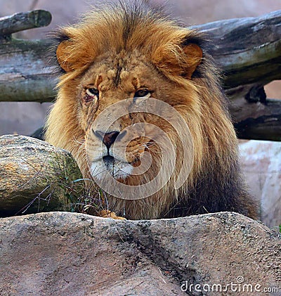 Lion is one of the four big cats in the genus Panthera Stock Photo