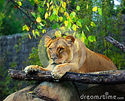 Lion is one of the four big cats in the genus Panthera Stock Photo