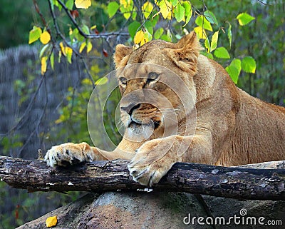 Lion is one of the four big cats in the genus Panthera Stock Photo