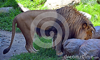 Lion is one of the four big cats in the genus Panthera, and a member of the family Felidae. Stock Photo