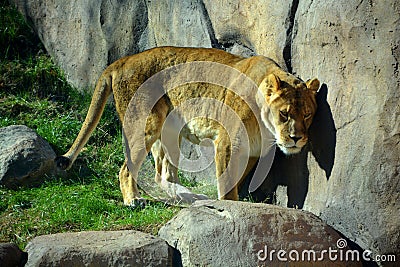 Lion is one of the four big cats in the genus Panthera Stock Photo