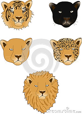 Lion, panther, leopard, tiger and lioness Vector Illustration