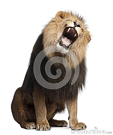 Lion, Panthera leo, 8 years old, roaring Stock Photo