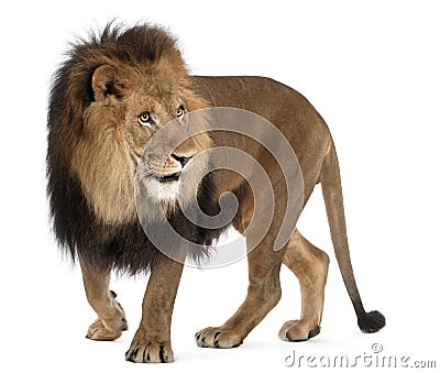 Lion, Panthera leo, 8 years old, standing Stock Photo