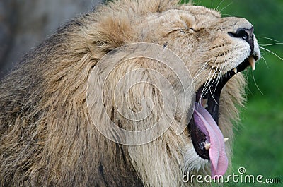 Lion Panthera Leo Stock Photo