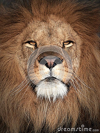 Lion (Panthera Leo) Stock Photo - Image: 61466281