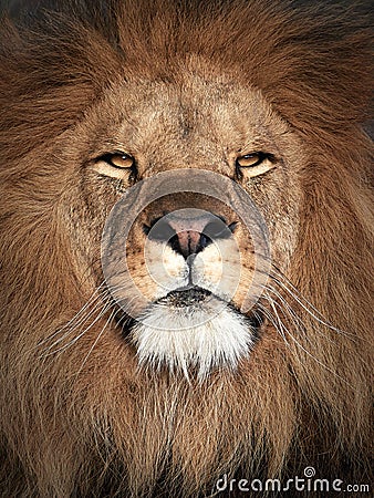 Lion (Panthera leo) Stock Photo