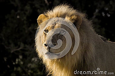 Lion (Panthera leo) Stock Photo