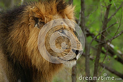 Lion (Panthera leo) Stock Photo