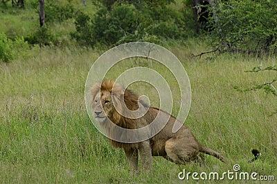 Lion (Panthera leo krugeri) Stock Photo