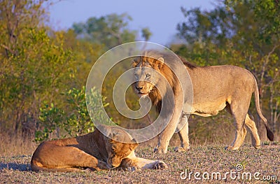 Lion (panthera leo) and lioness Stock Photo