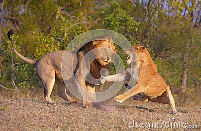 Lion (panthera leo) and lioness fighting Stock Photo