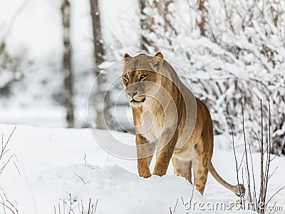 Lion, Panthera leo, lionesse standing in snow, looking to the left. Horizontal image, snowy trees in the background Stock Photo