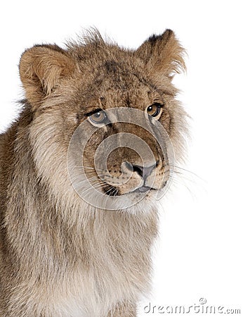 Lion, Panthera leo, 9 months old Stock Photo