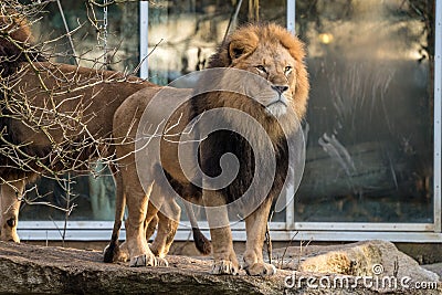 The lion, Panthera leo is one of the four big cats in the genus Panthera Stock Photo