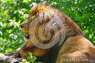 Wild animal. Feline. Lion Stock Photo