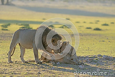 Lion patriarch rubbing faces or kissing with lioness Stock Photo