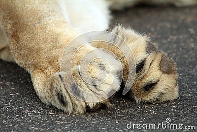 Lion Paws on road Stock Photo