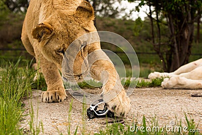 Lion playing with a small model car Renault twizy Stock Photo