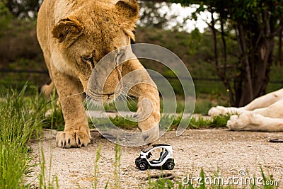 Lion playing with a small model car Renault twizy Stock Photo