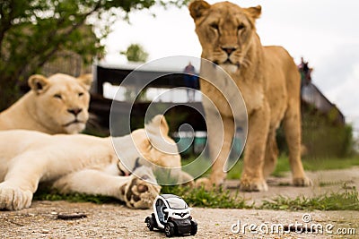 Lion playing with a small model car Renault twizy Stock Photo