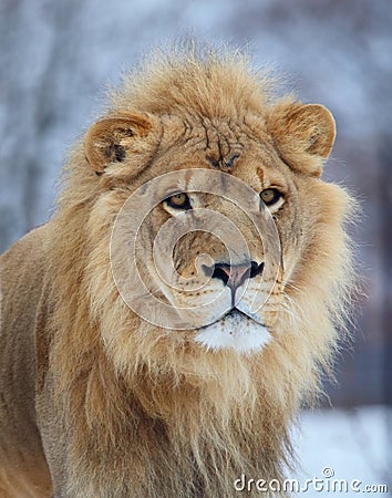 Lion portrait Stock Photo