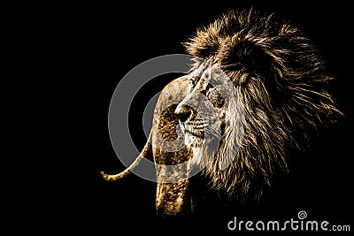 Lion portrait in bright golden colours Stock Photo