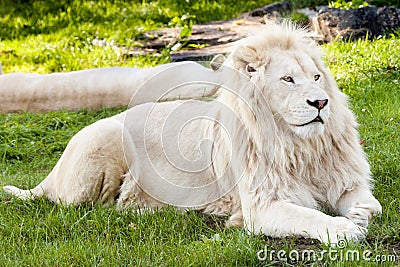 Lion portrait Stock Photo