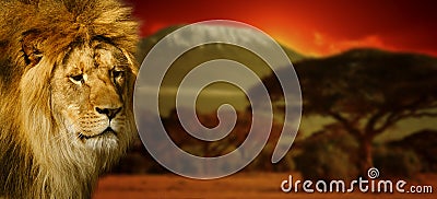 Lion portrait on Mount Kilimanjaro at sunset Stock Photo