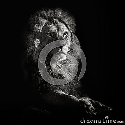 Lion Portrait Stock Photo