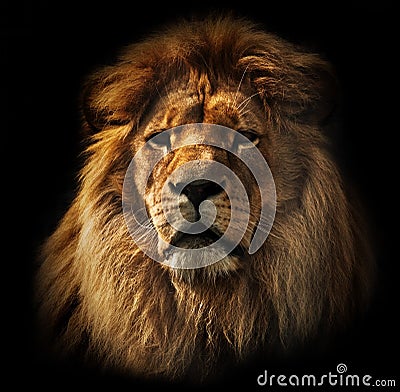 Lion portrait with rich mane on black Stock Photo