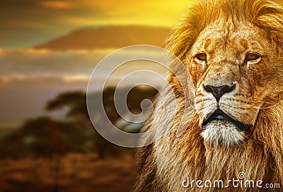 Lion portrait on savanna landscape Stock Photo