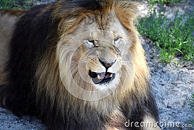 Lion Stock Photo