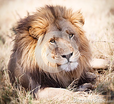 Lion portrait watching intently in Zambia Africa Stock Photo