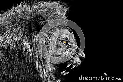 Lion , Portrait Wildlife animal , Black White Stock Photo