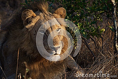 Lion Pose in Kruger National Park Stock Photo