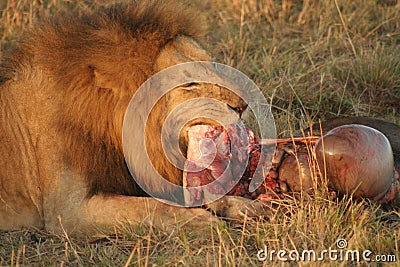 Lion with prey Stock Photo