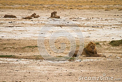 Lion pride Stock Photo