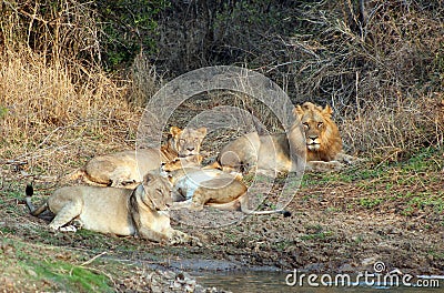 Lion pride Stock Photo
