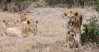 Lion pride in grasslands on the Masai Mara, Kenya Africa Stock Photo