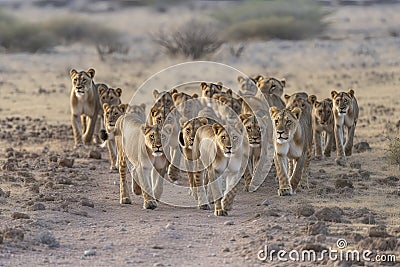 Lion pride led by an adult female lioness with lots of lion cubs walking Stock Photo