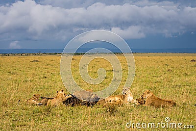 Lion pride feeding on wildebeest Stock Photo