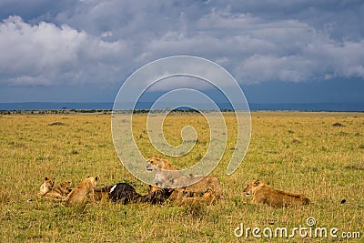 Lion pride feeding on wildebeest Stock Photo