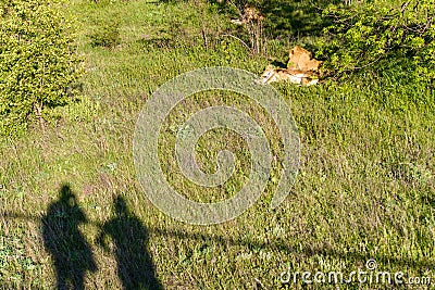 Lion pride resting in the shade of trees on sunny day Stock Photo