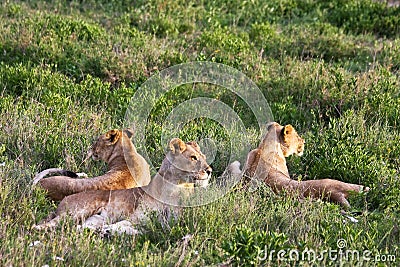 Lion Pride in Serengeti Stock Photo