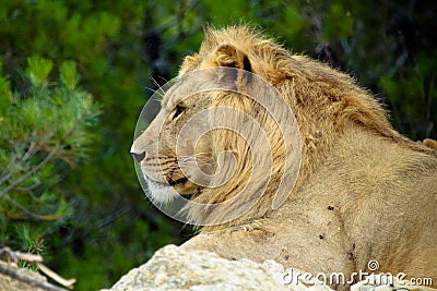 Lion profile Stock Photo